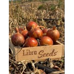 005 F1 семена раннего лука 250000 семян, Libra Seeds, Италия